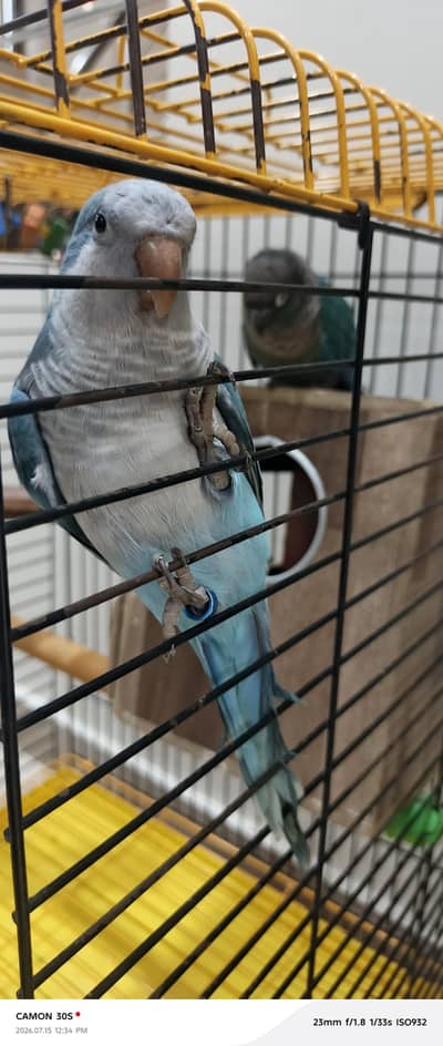 monk parrot