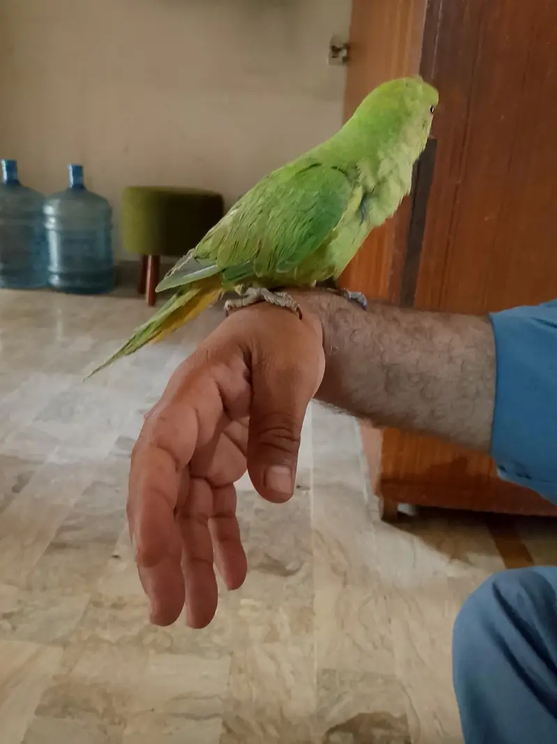 4 month hand taim — photo 2