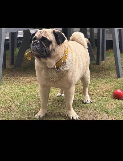 pug dog