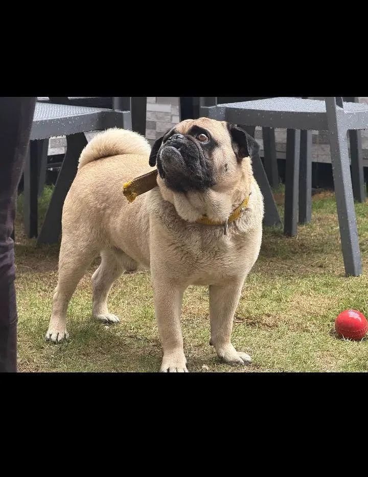 pug dog — photo 3