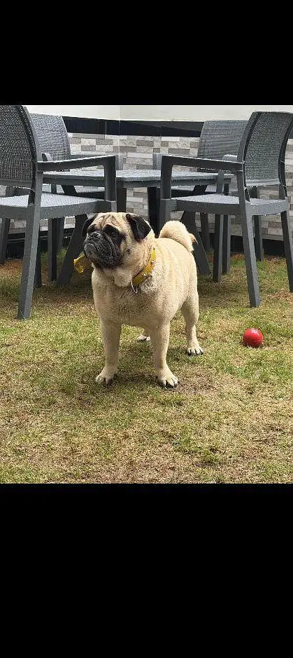 pug dog — photo 4