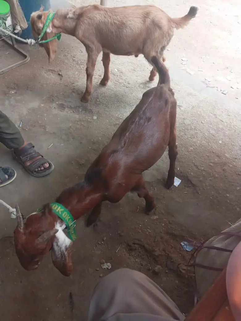 2 bakray sale 5 month age