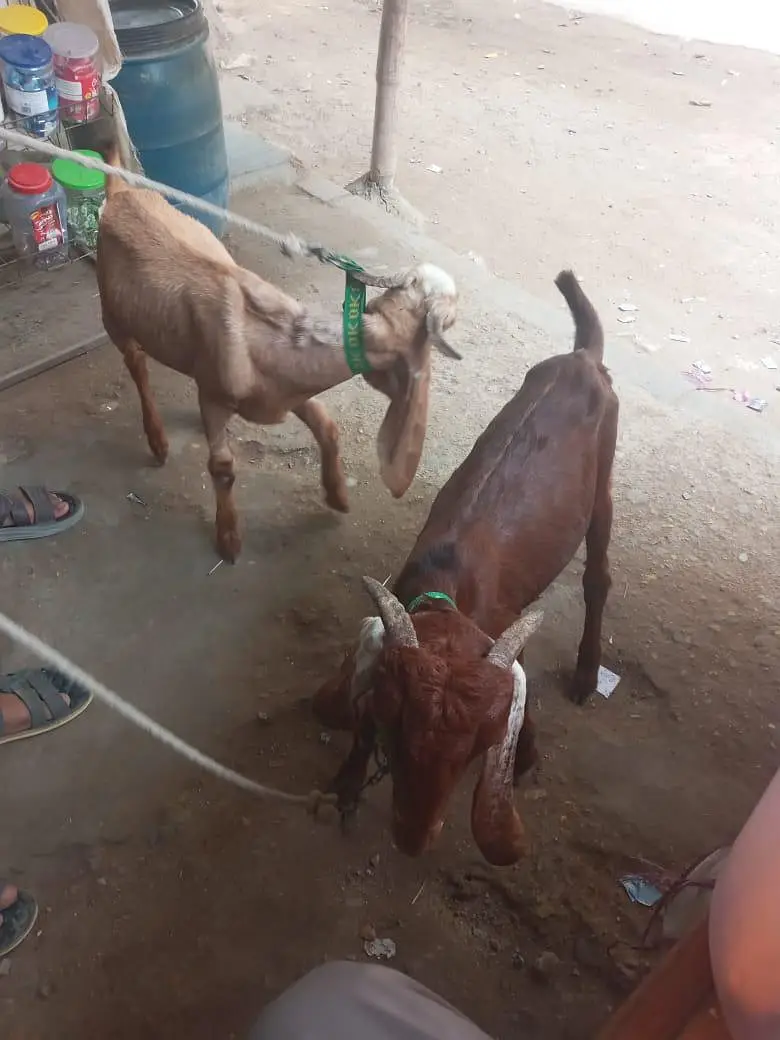 2 bakray sale 5 month age — photo 4