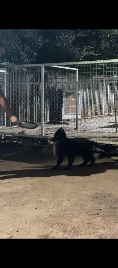 Germen Shefered Black Pup.