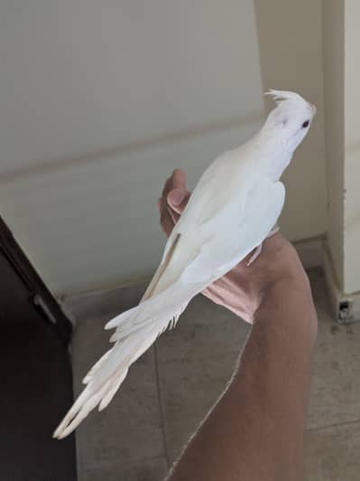 cockatiel [hand tamed + flight tamed]