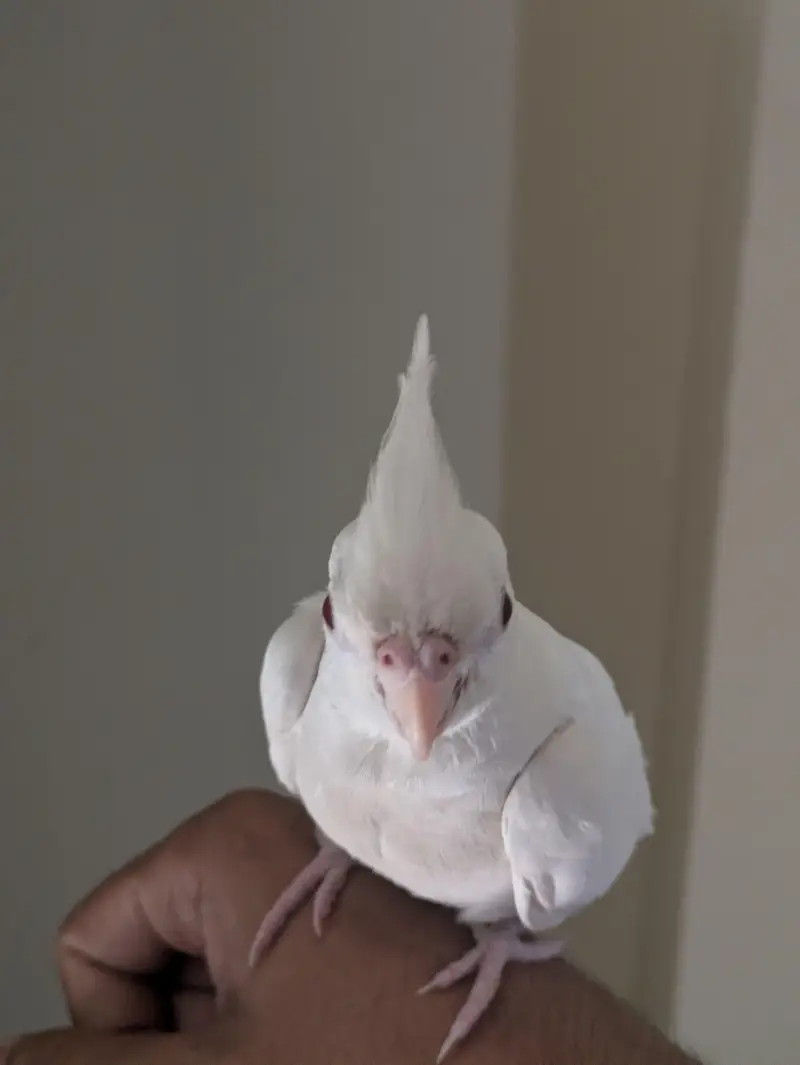 cockatiel [hand tamed + flight tamed] — photo 2