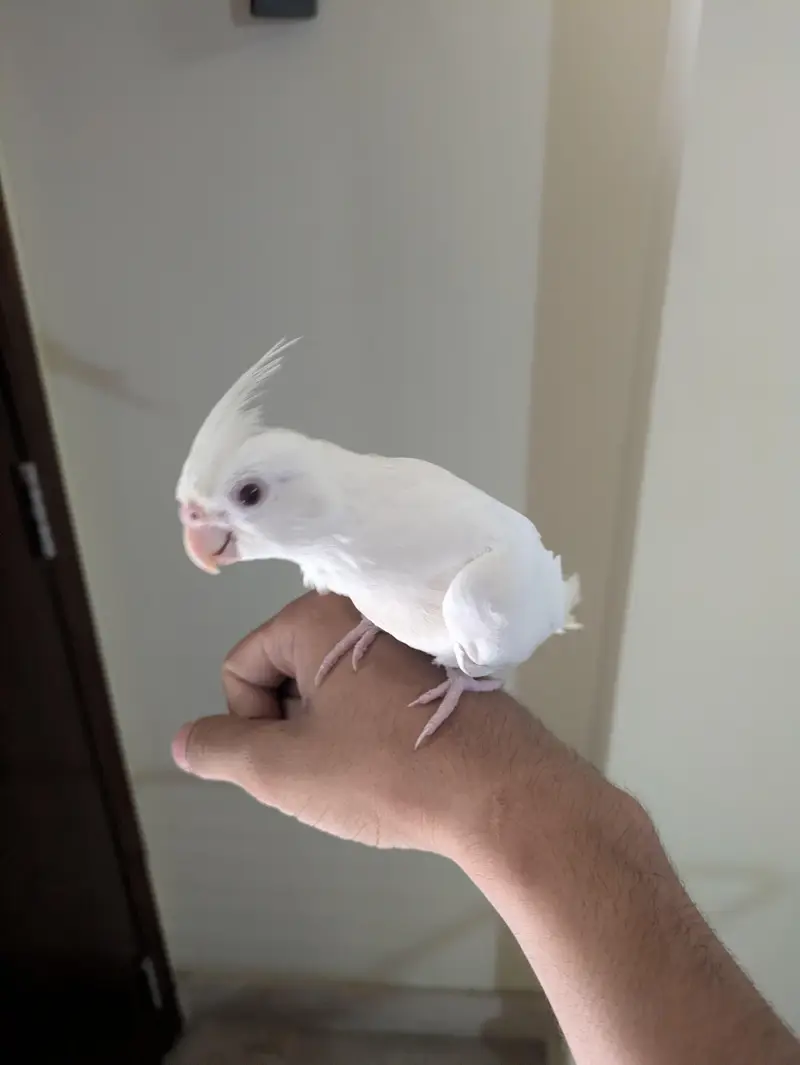 cockatiel [hand tamed + flight tamed] — photo 3