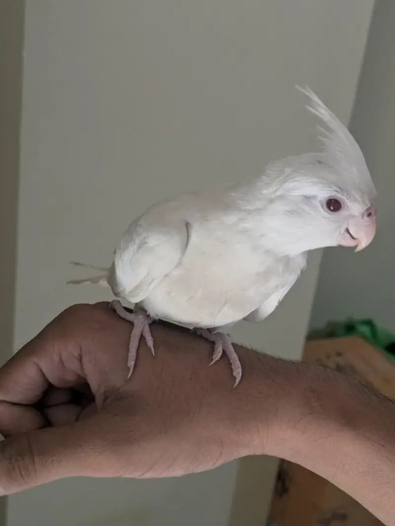 cockatiel [hand tamed + flight tamed] — photo 4