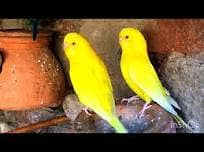 Red Eye Bujree pair