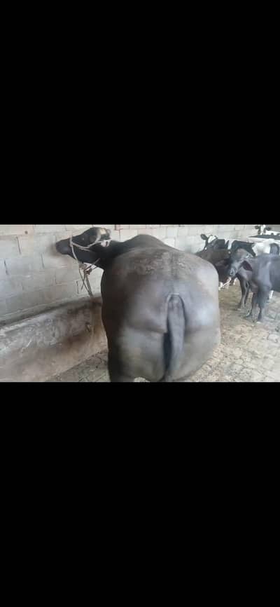bufflao for sale