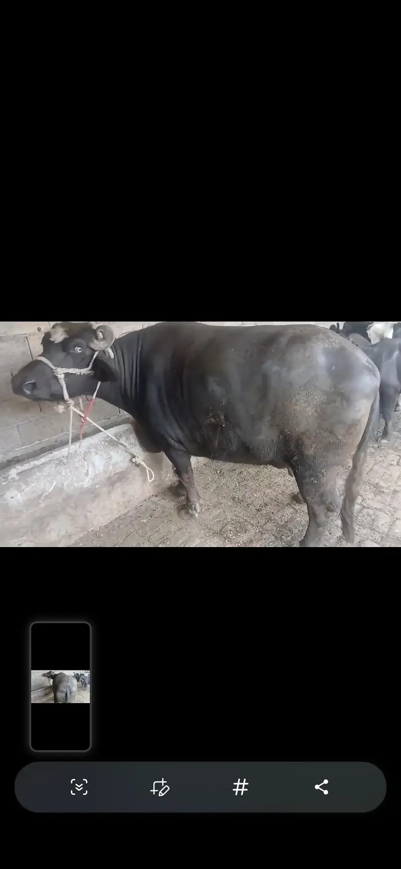 bufflao for sale — photo 2