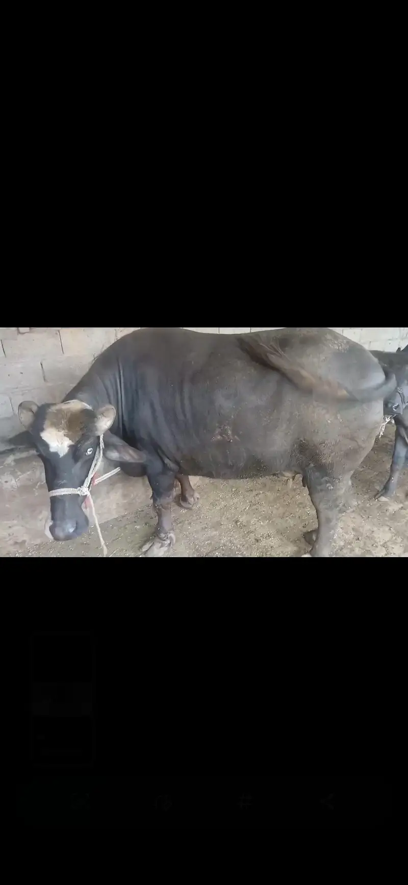 bufflao for sale — photo 3