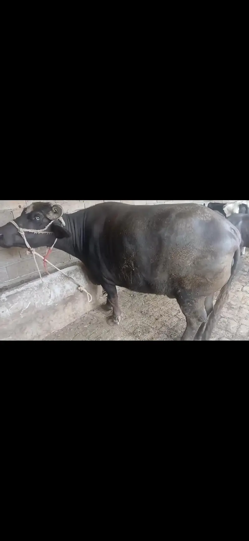 bufflao for sale — photo 4