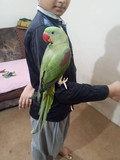 Handtame Kashmir raw parrot