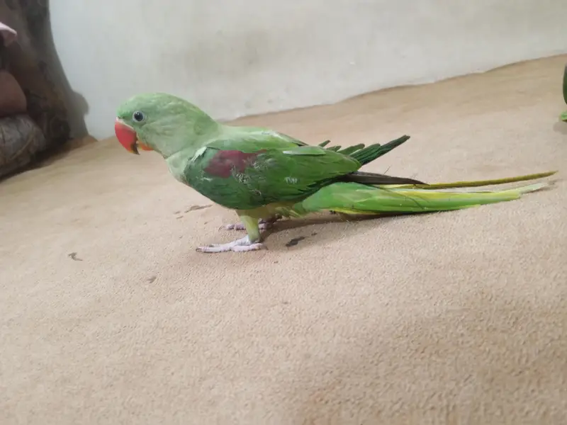 Handtame Kashmir raw parrot — photo 2