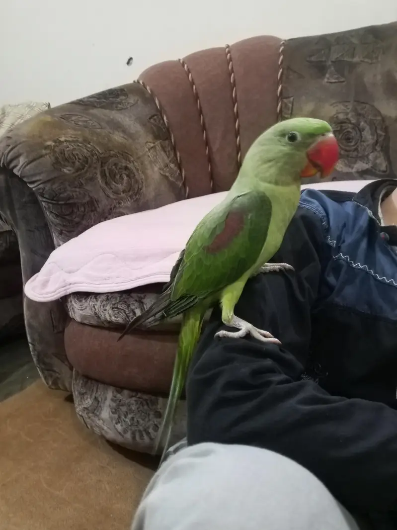 Handtame Kashmir raw parrot — photo 3