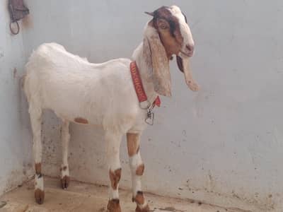 Bakri