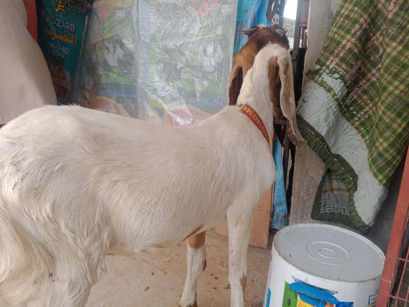 Bakri 1