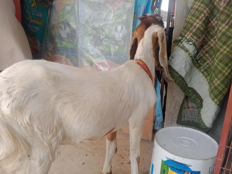 Bakri — photo 2