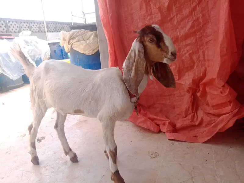 Bakri — photo 3