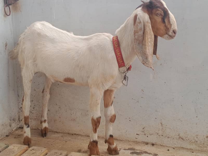 Bakri 3