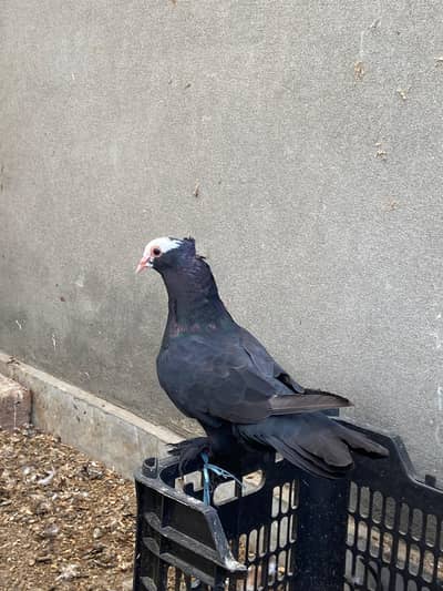 Black mukhi breeder pair