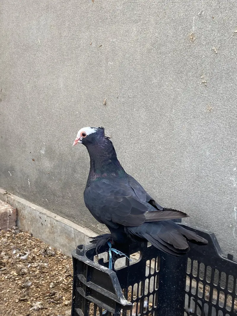 Black mukhi breeder pair