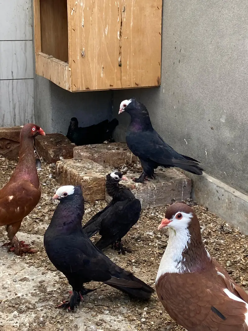 Black mukhi breeder pair — photo 2