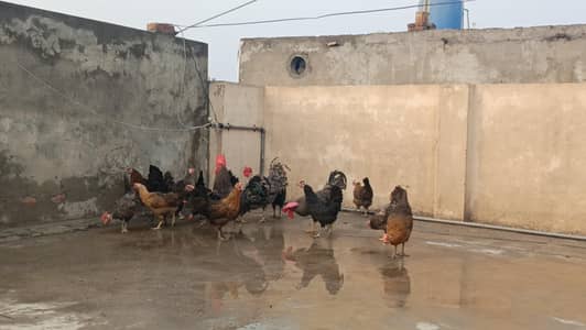 Dasi hens and plymouth male