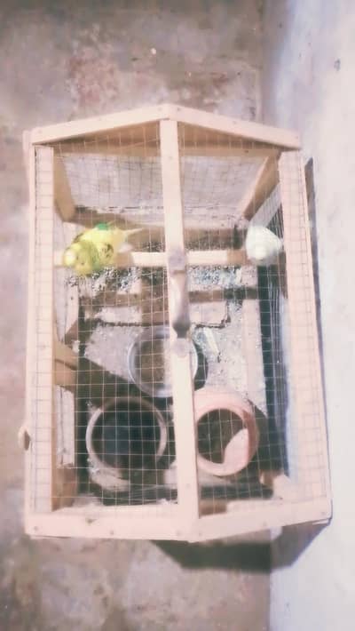 parrots male