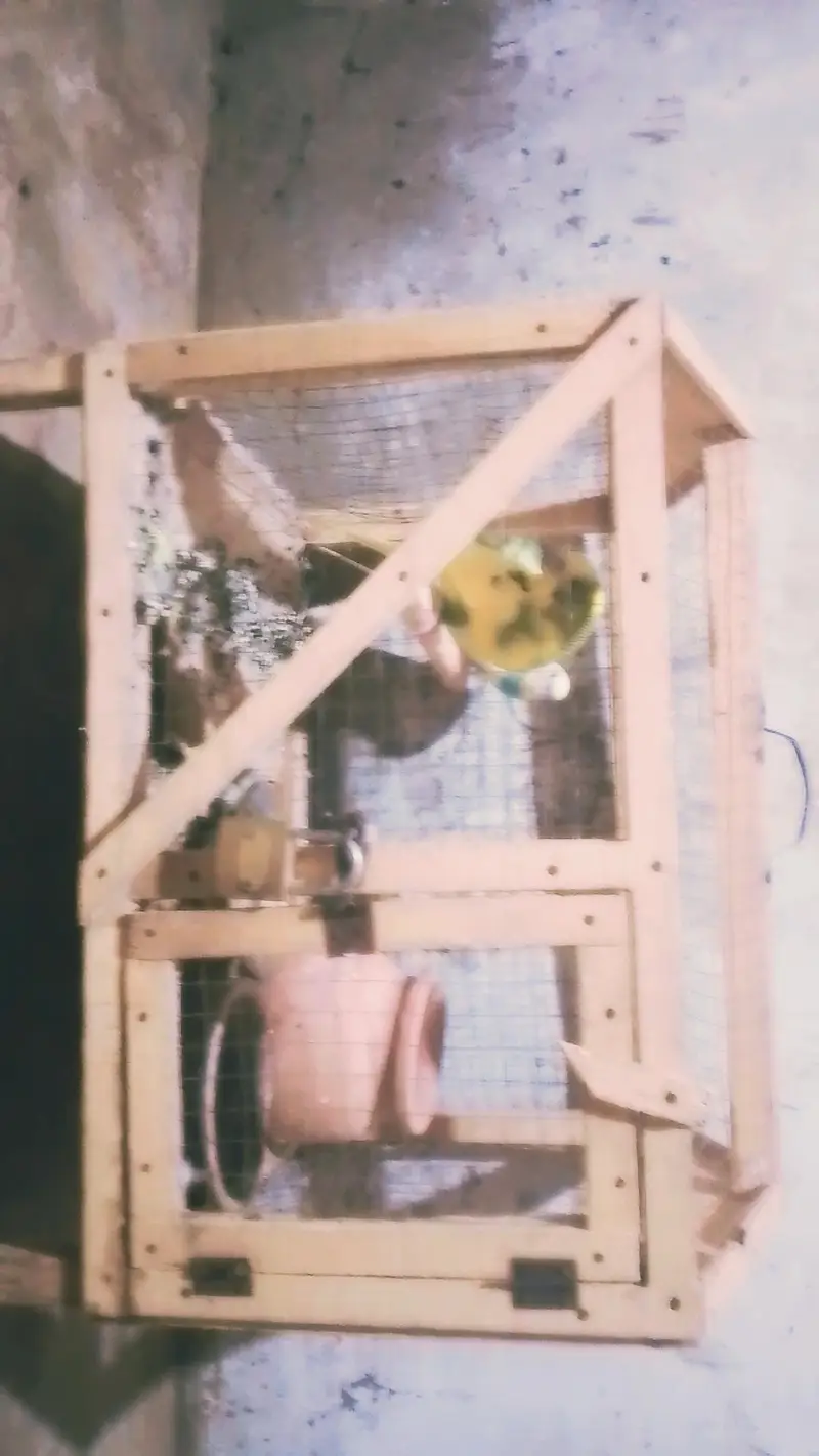 parrots male — photo 2