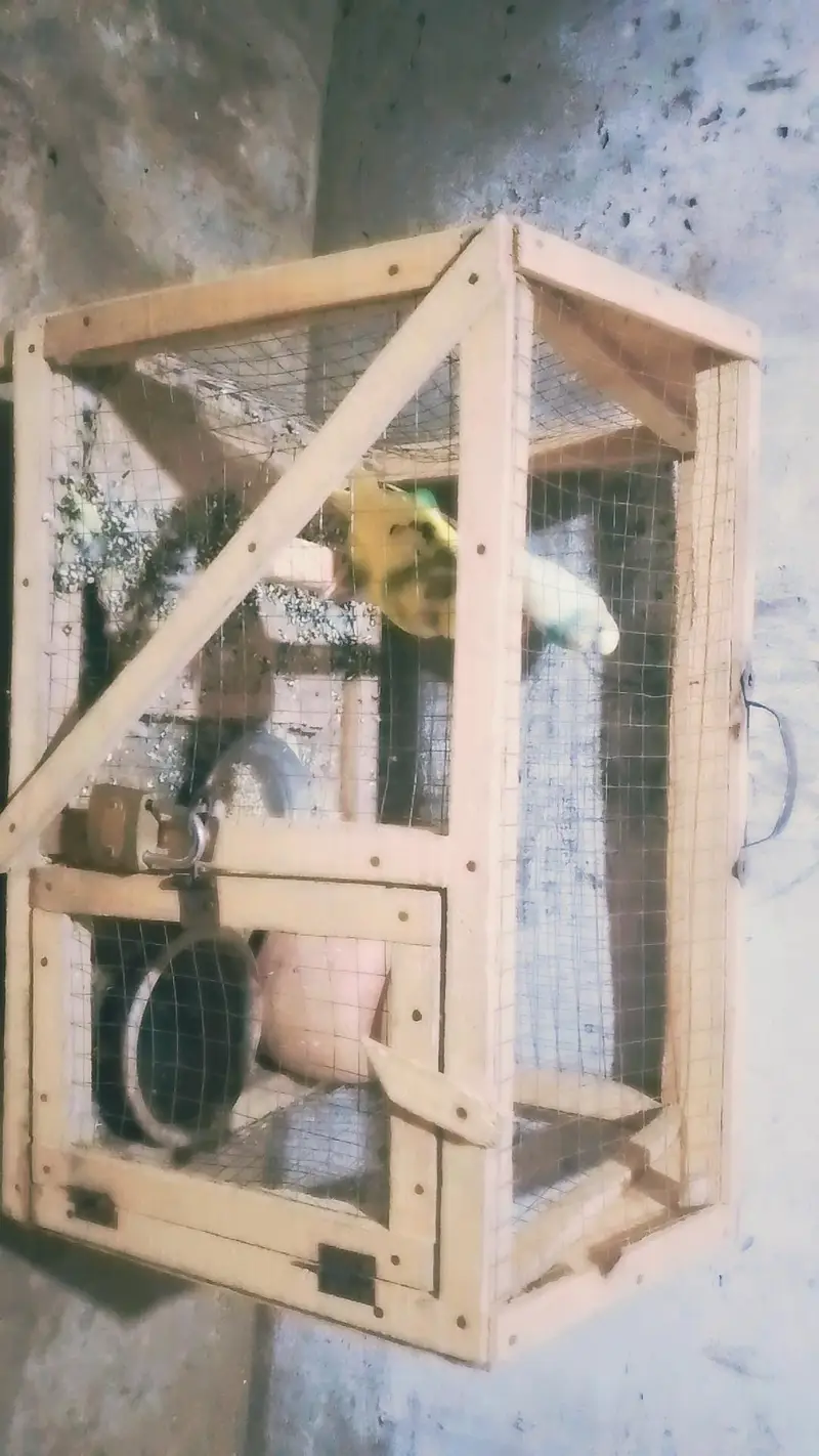 parrots male — photo 3