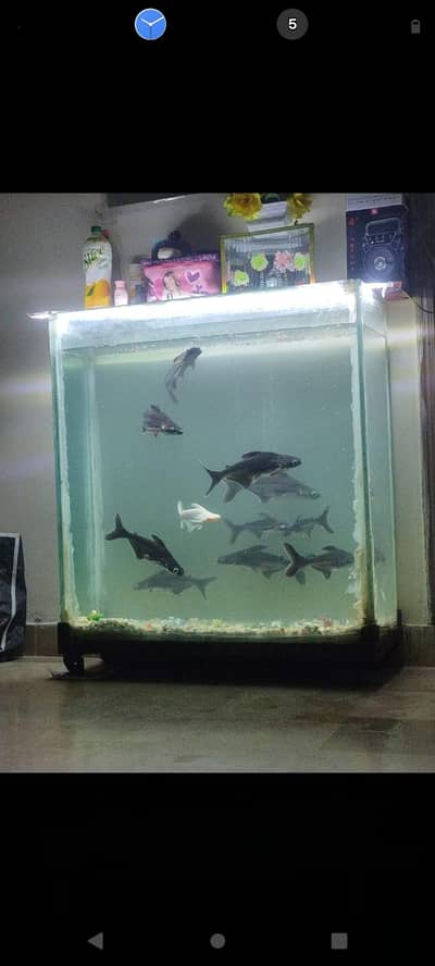 aquarium