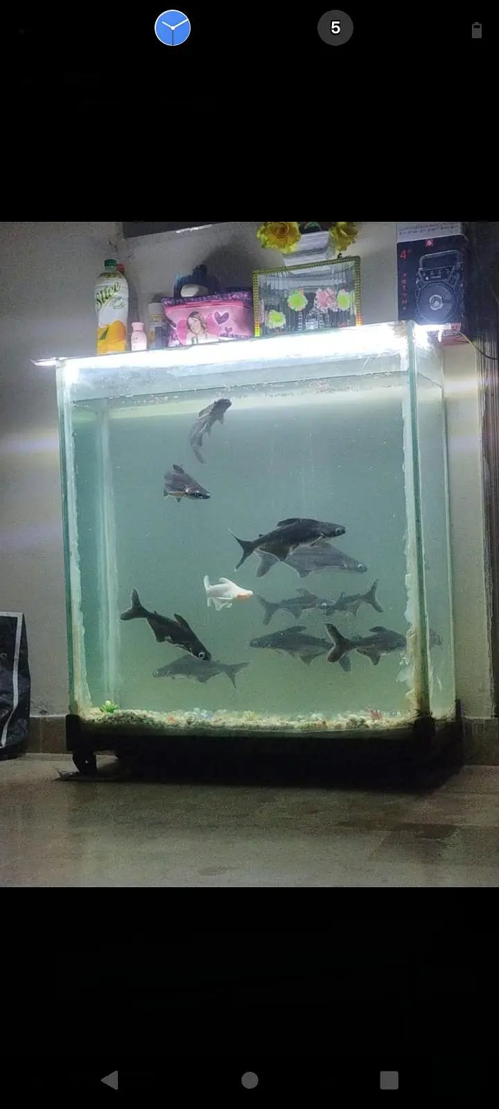 aquarium