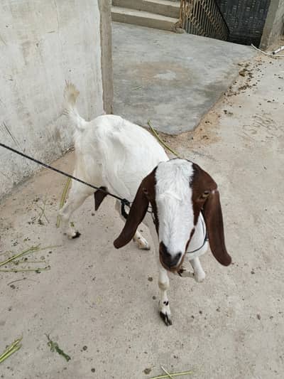 Goats