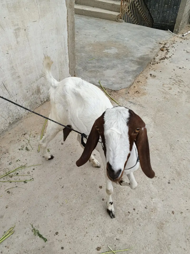 Goats