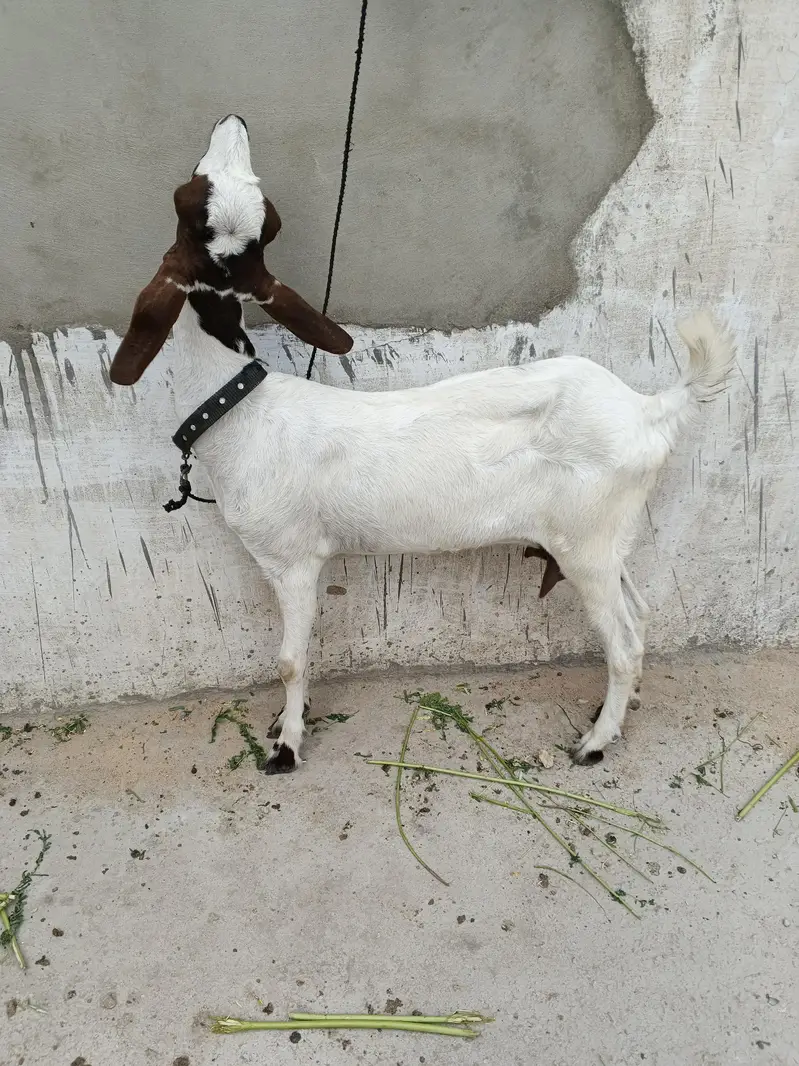 Goats — photo 2