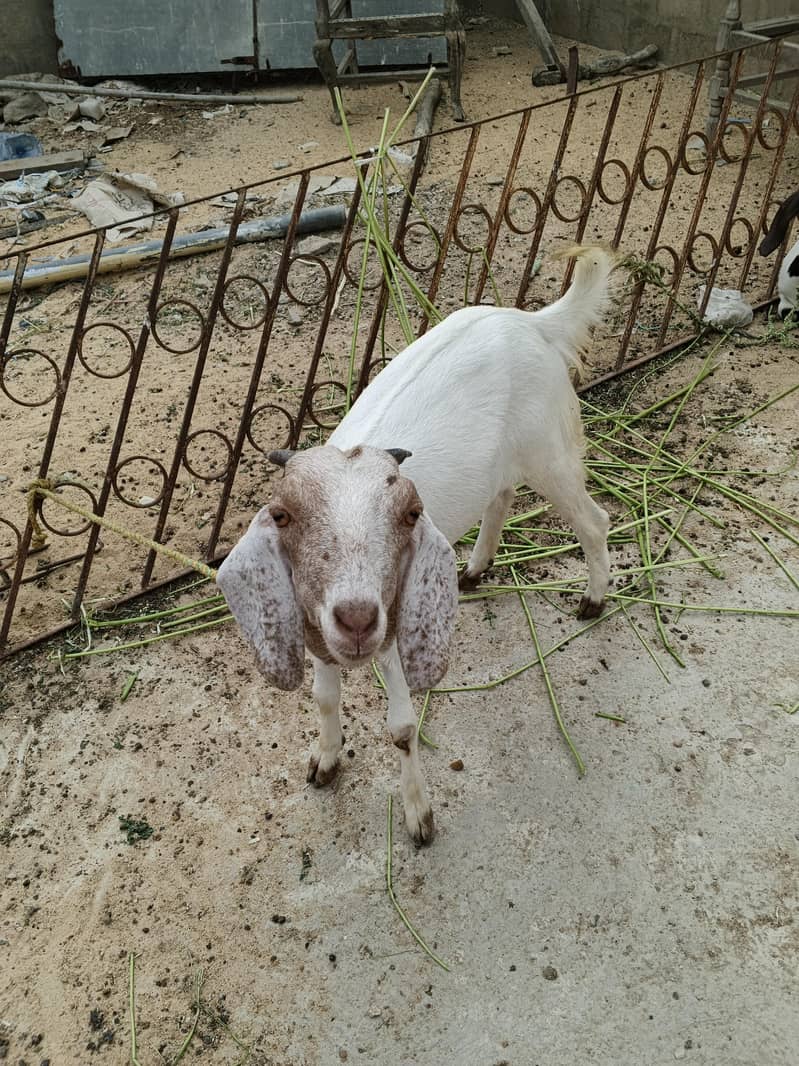 Goats 2