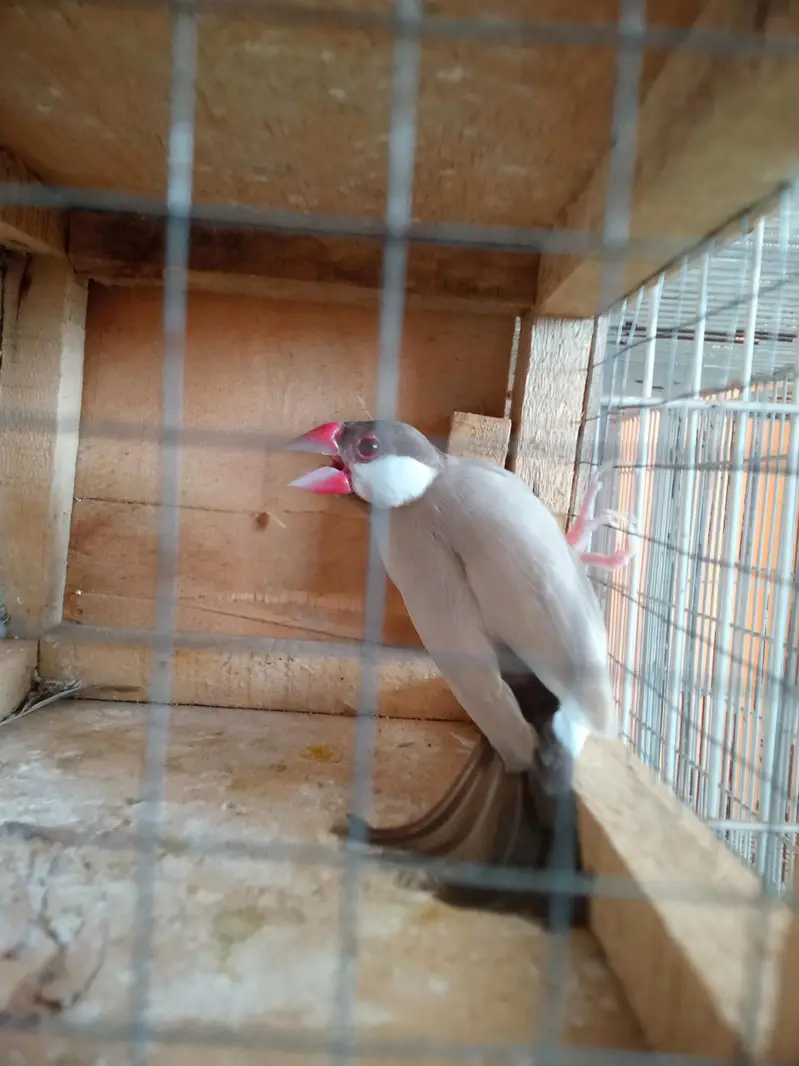 8 male ha bas eak female — photo 2