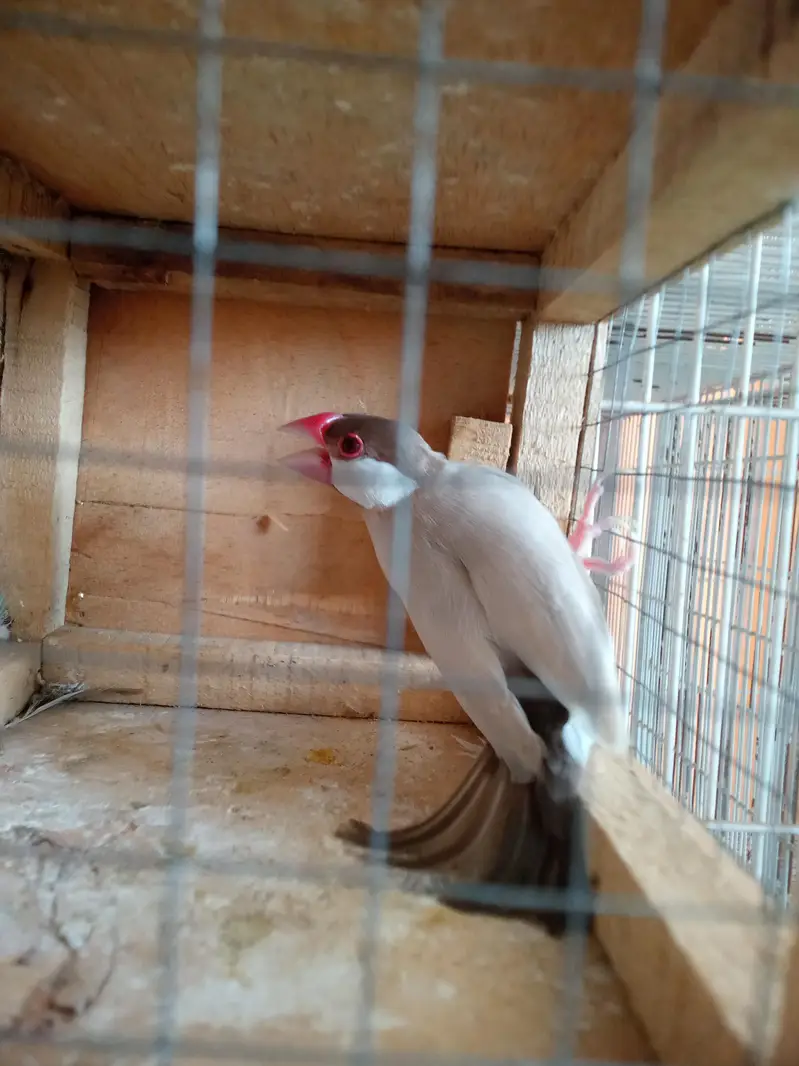 8 male ha bas eak female — photo 3