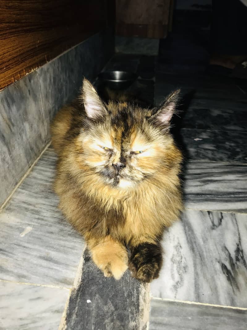friendly cat 0