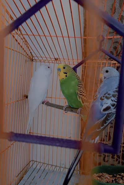 Budgies Pair for Sale / Healthy Budgies Available