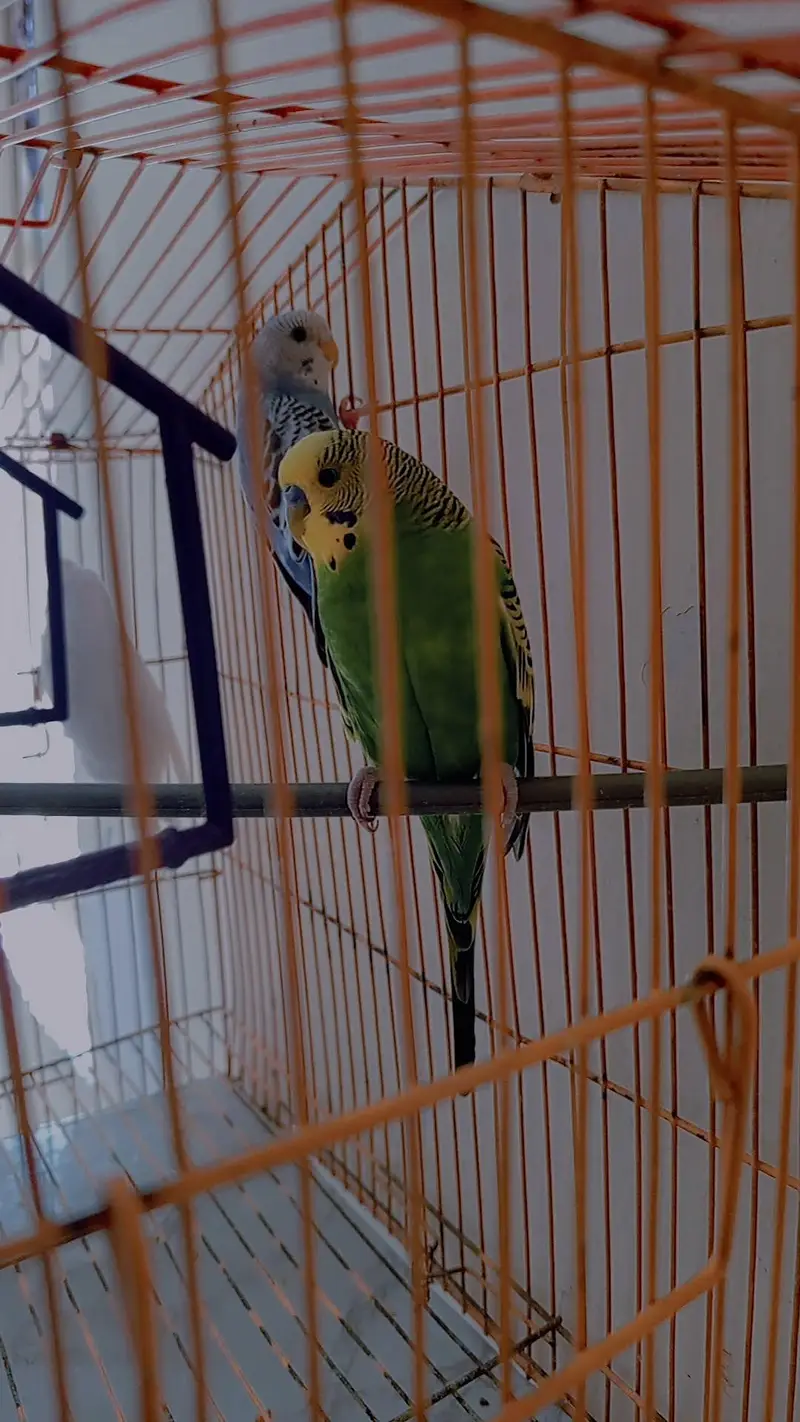 Budgies Pair for Sale / Healthy Budgies Available — photo 2
