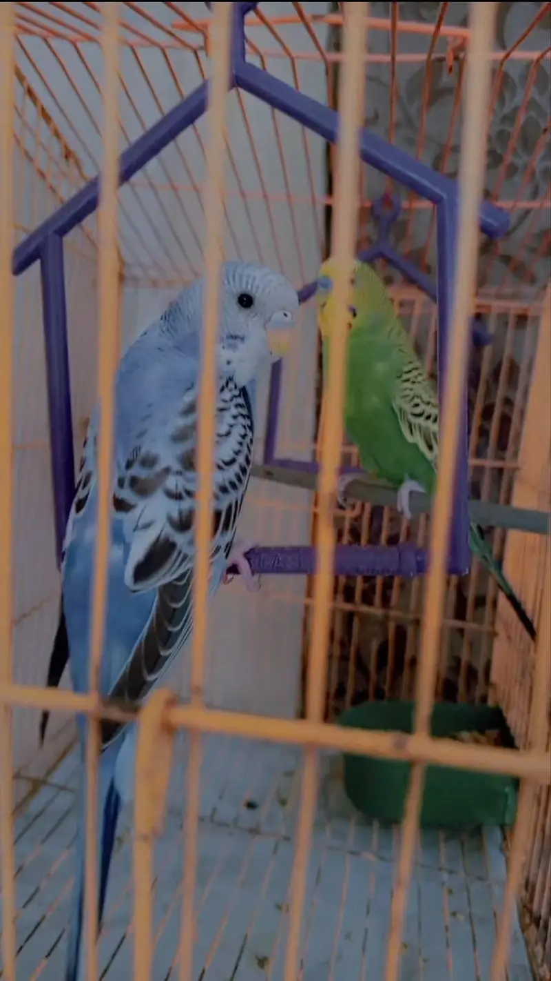 Budgies Pair for Sale / Healthy Budgies Available — photo 3
