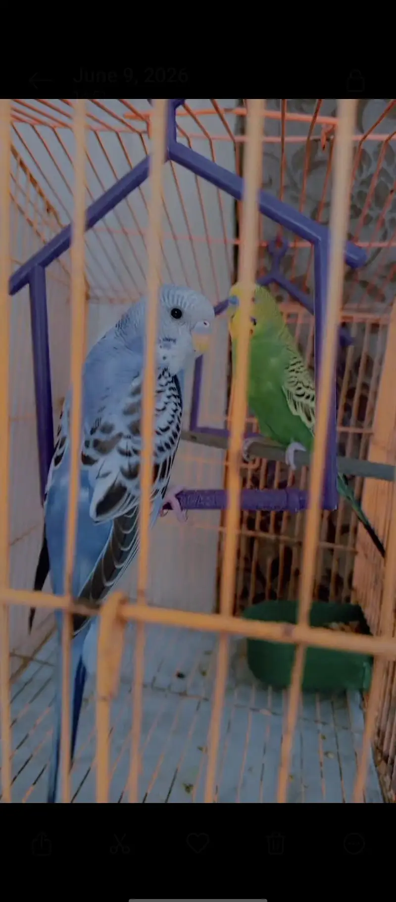 Budgies Pair for Sale / Healthy Budgies Available — photo 4