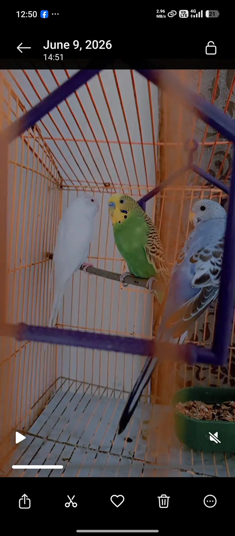 Budgies Pair for Sale / Healthy Budgies Available — photo 5