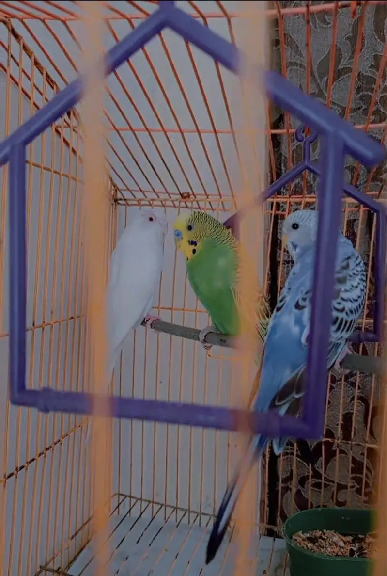 Budgies Pair for Sale / Healthy Budgies Available — photo 6