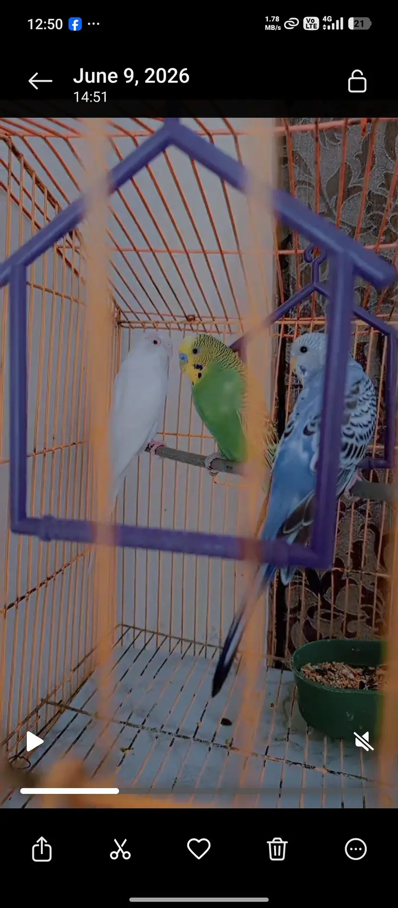 Budgies Pair for Sale / Healthy Budgies Available — photo 7