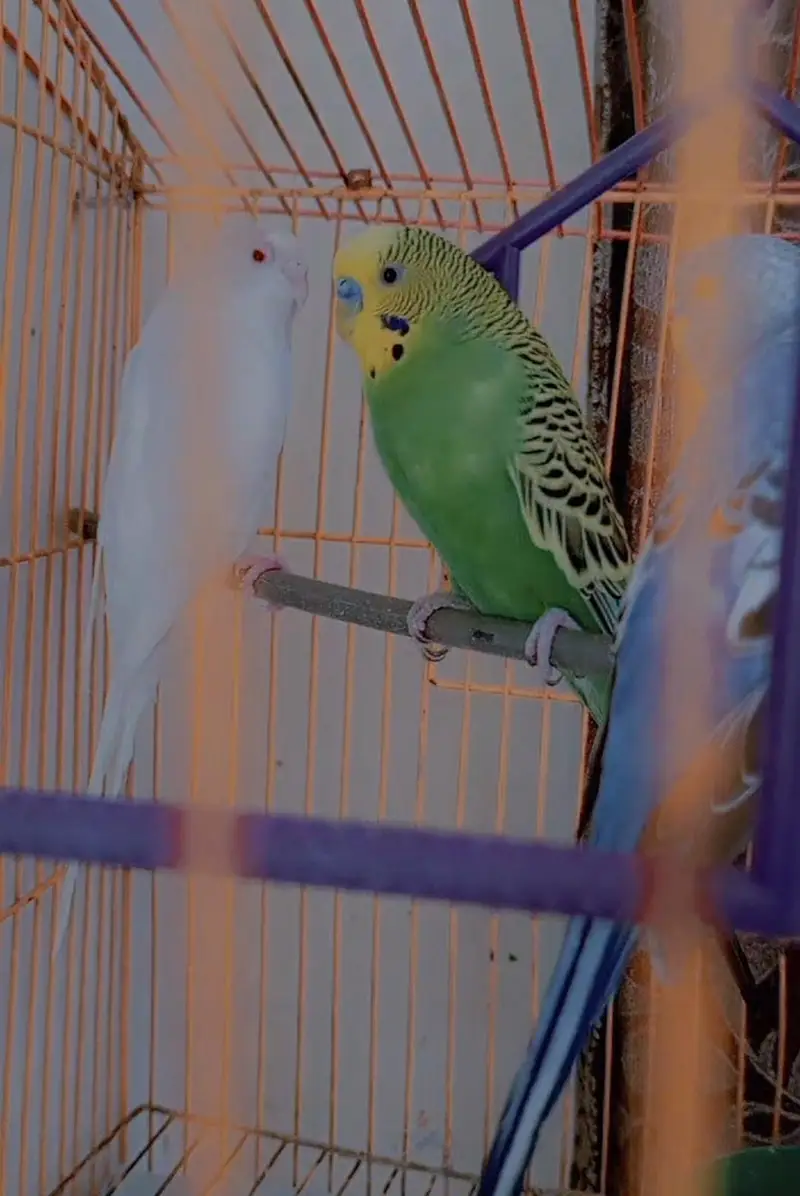 Budgies Pair for Sale / Healthy Budgies Available — photo 8