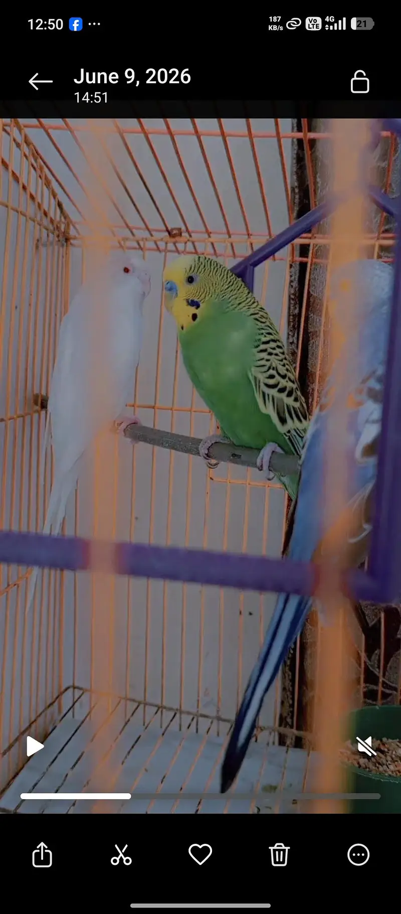 Budgies Pair for Sale / Healthy Budgies Available — photo 9